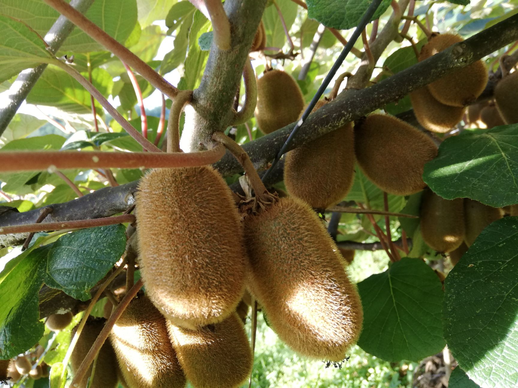 修文猕猴桃 70~90克 