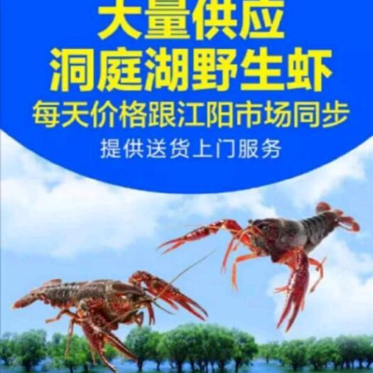 荆州潜江小龙虾 人工养殖 6-8钱 