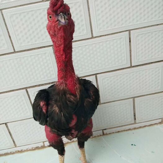 镇雄县斗鸡苗
