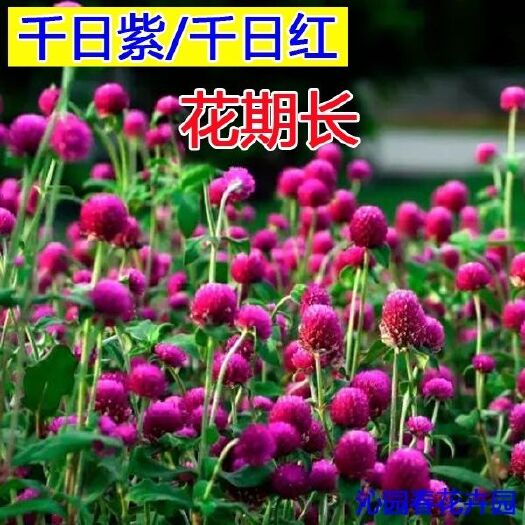 沭阳县千日红种子