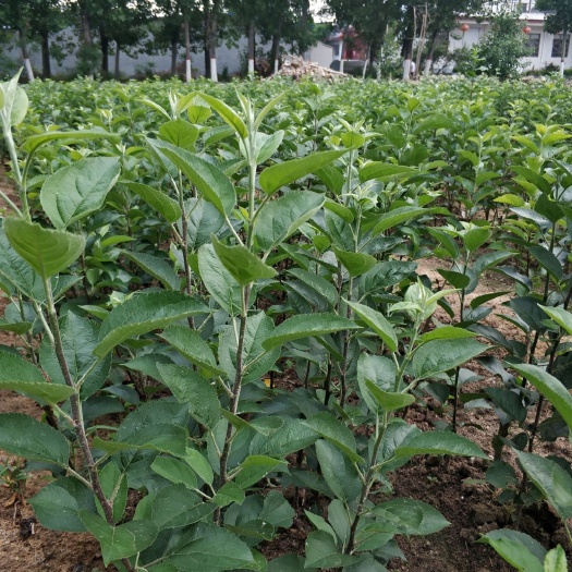 泰安红富士苹果苗 1~1.5米