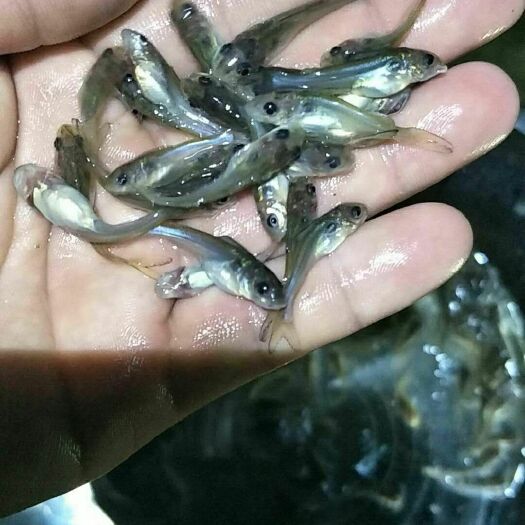 广州叉尾鮰鱼苗  优质叉尾鱼苗斑点叉尾鮰鱼 钳鱼苗沟鲶鱼苗回鱼淡水养殖