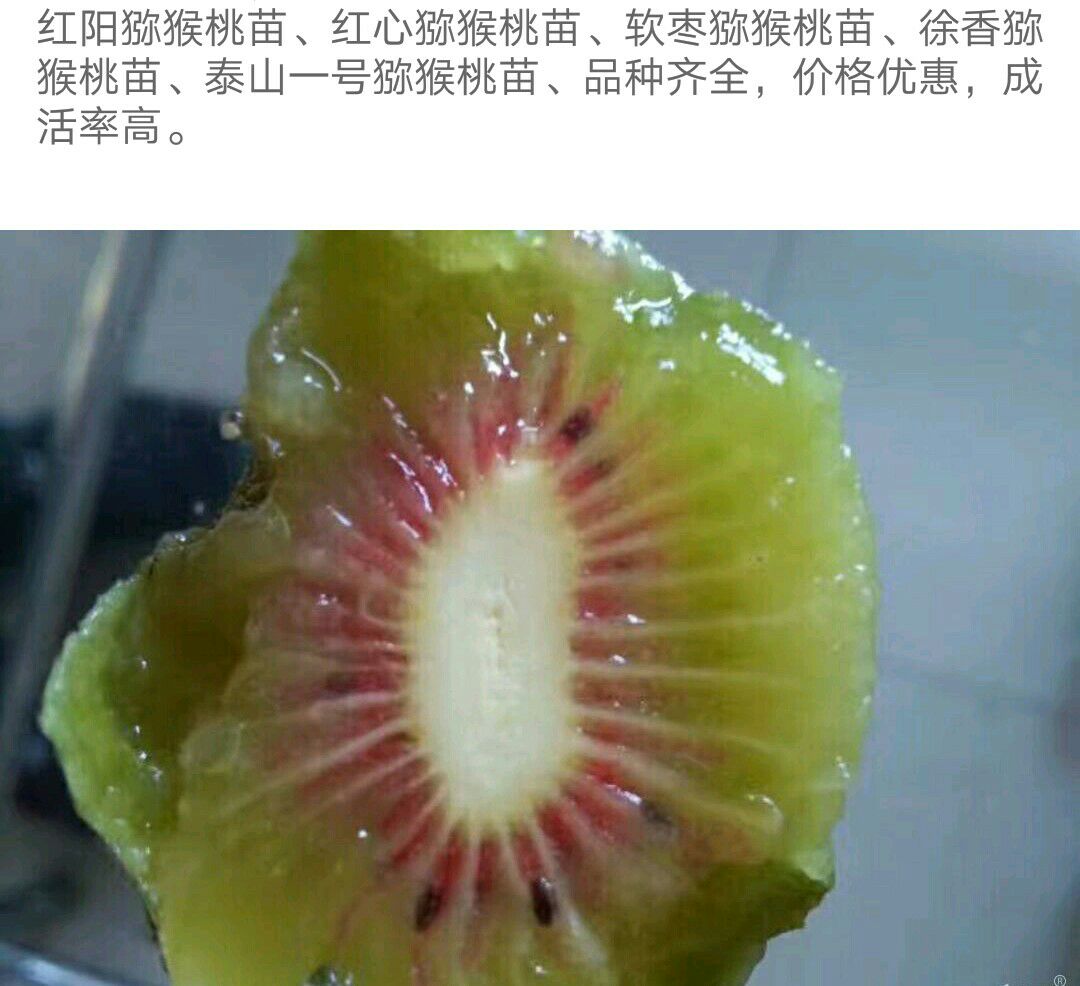 红阳猕猴桃苗 嫁接苗
