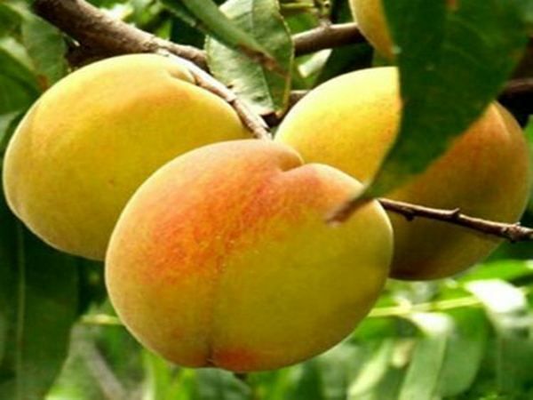 莒县金皇后黄桃 60mm以上 3 - 4两