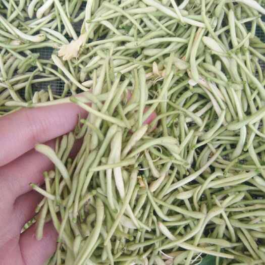 南宫市金银花