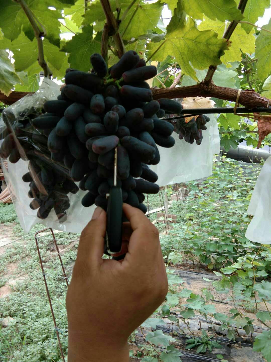 蓝宝石葡萄苗 甜蜜蓝宝石葡萄