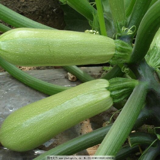 莘县绿皮西葫芦 0.4斤以上 