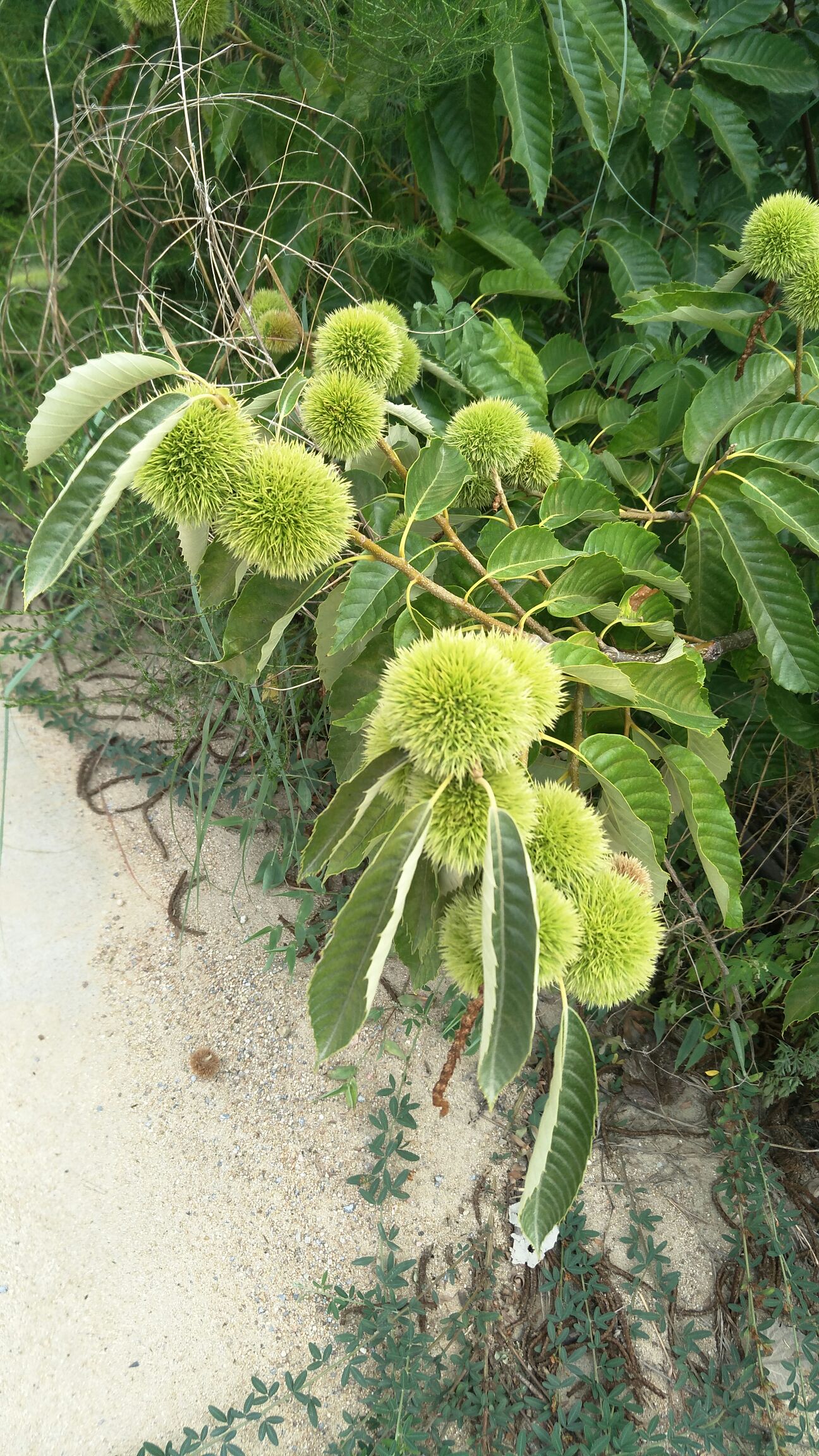 大红袍板栗苗 嫁接苗 0.5~1米