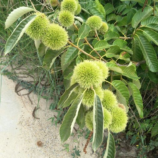 泰安大红袍板栗苗 嫁接苗 0.5~1米