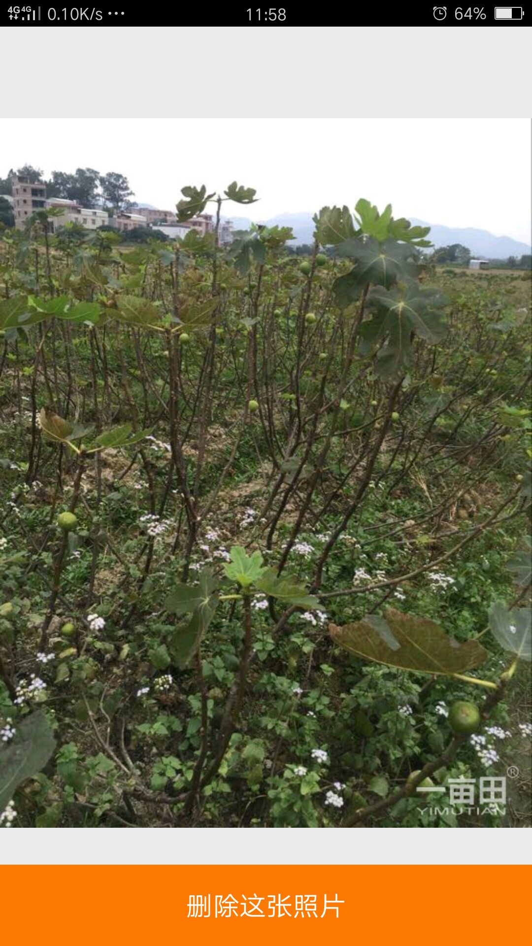 波姬红无花果苗  无花果苗