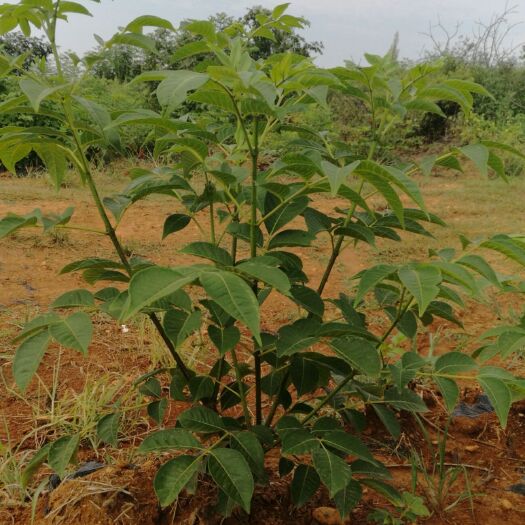 樟树市吴茱萸