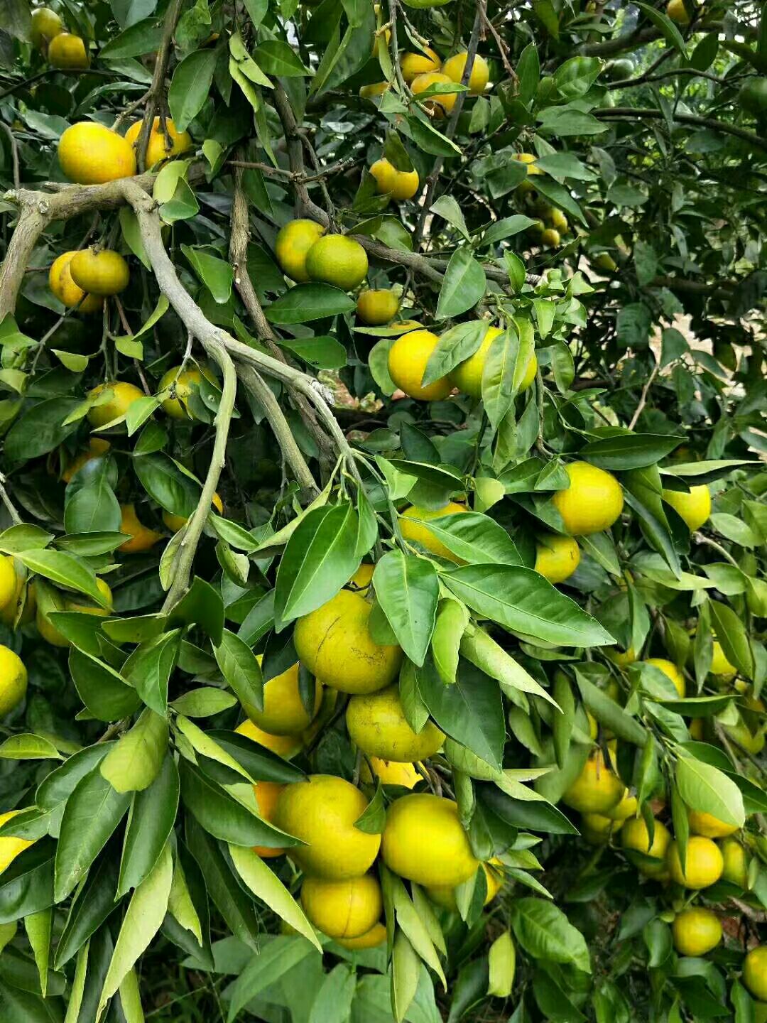  优质特早蜜桔