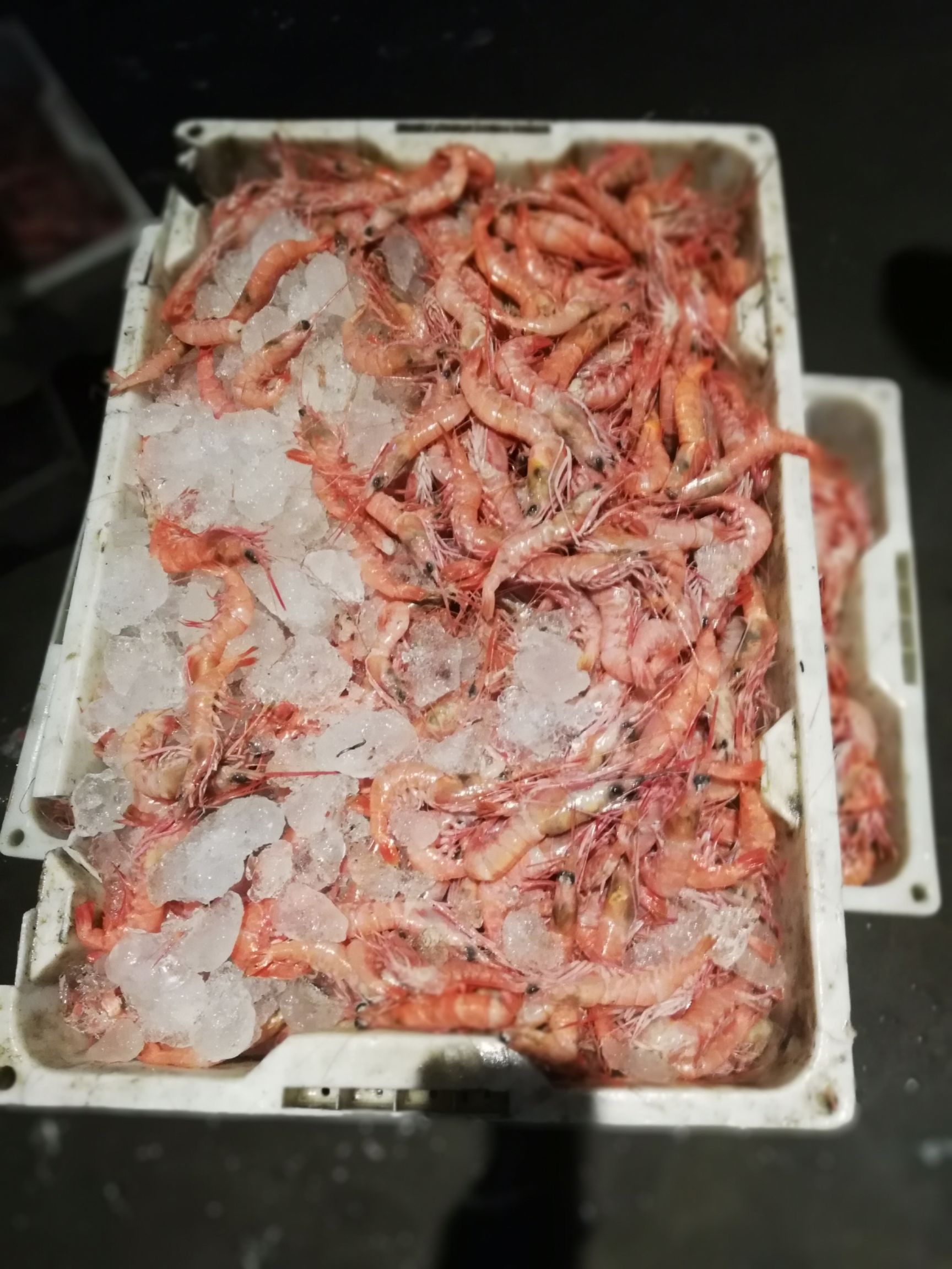 红虾 
