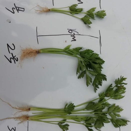 寿光市法国皇后芹菜种子