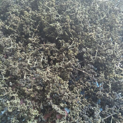桂林吴茱萸