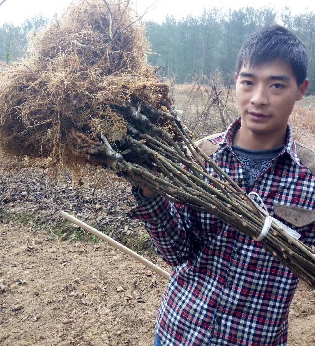 紅陽(yáng)獼猴桃苗 考察后在訂苗，后續(xù)服務(wù)20年