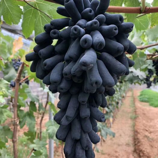 泰安蓝宝石葡萄苗