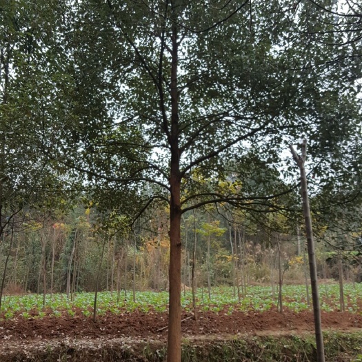 益阳全冠香樟