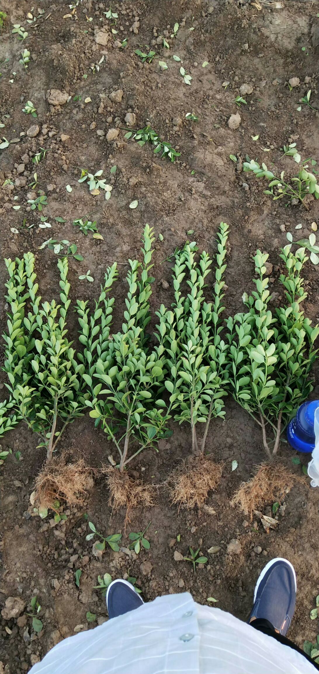 大叶黄杨 高度50以上，有冠幅，量大