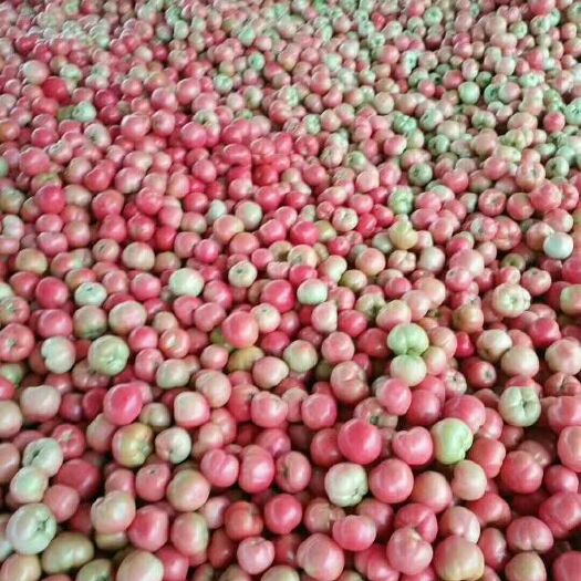 聊城硬粉番茄 精品 弧三以上 硬粉