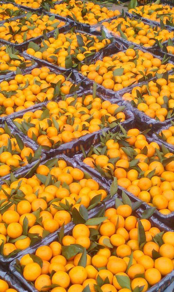 普早蜜桔 5.5 - 6cm 2 - 3两