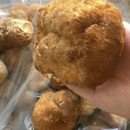 尚志市东北猴头蘑 6cm以上 2%~4% 干猴头菇