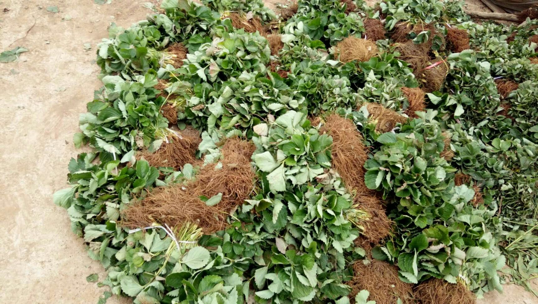 红颜草莓苗 地栽苗 10~20公分