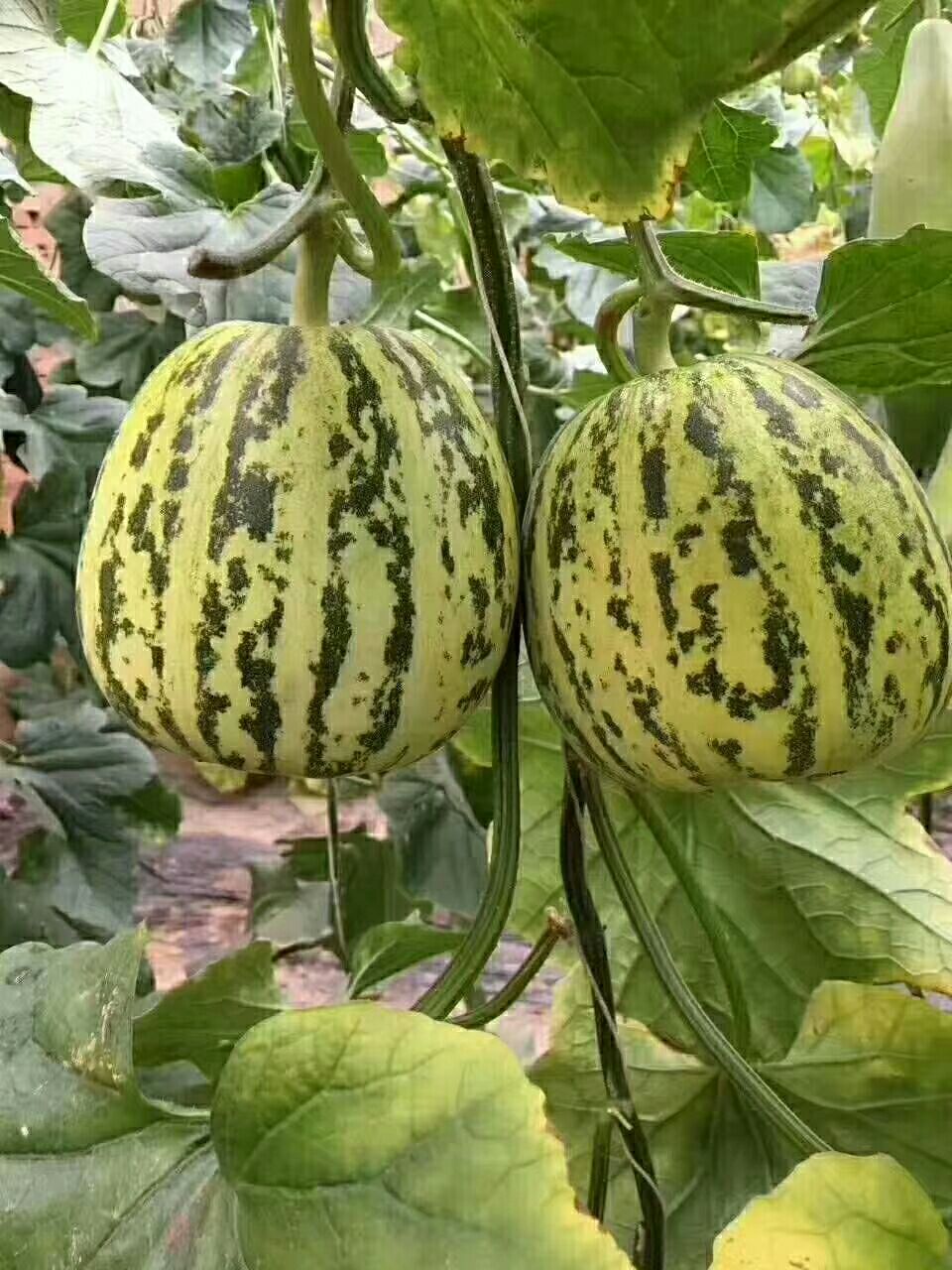 花蕾1号甜瓜 0.5斤以上