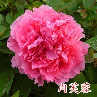 菏泽观赏牡丹 18~20cm 4cm以下 0.5米以下