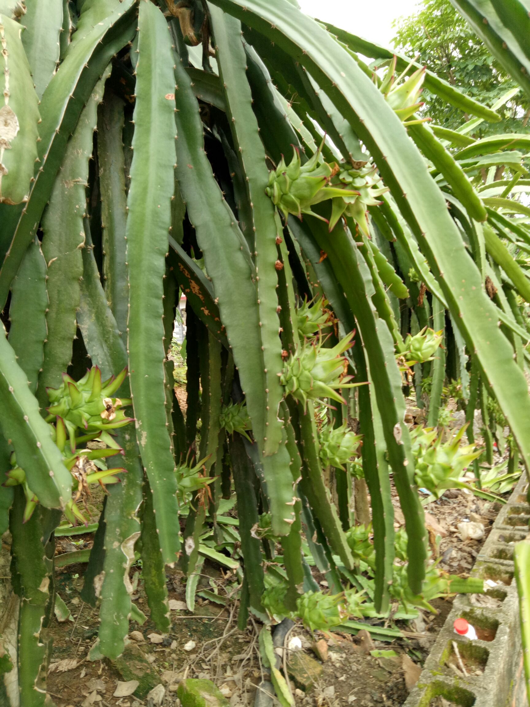 红皮红肉火龙果 中（5-7两）