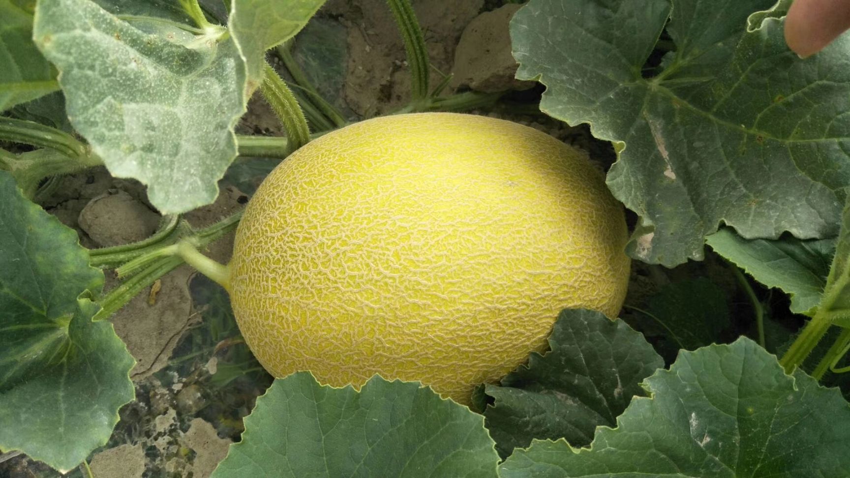  民勤县收成乡各种精品甜瓜即将大量上市，需要的老板赶紧联系我