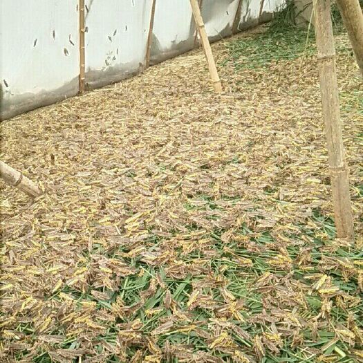 深泽县东亚飞蝗 速冻蚂蚱