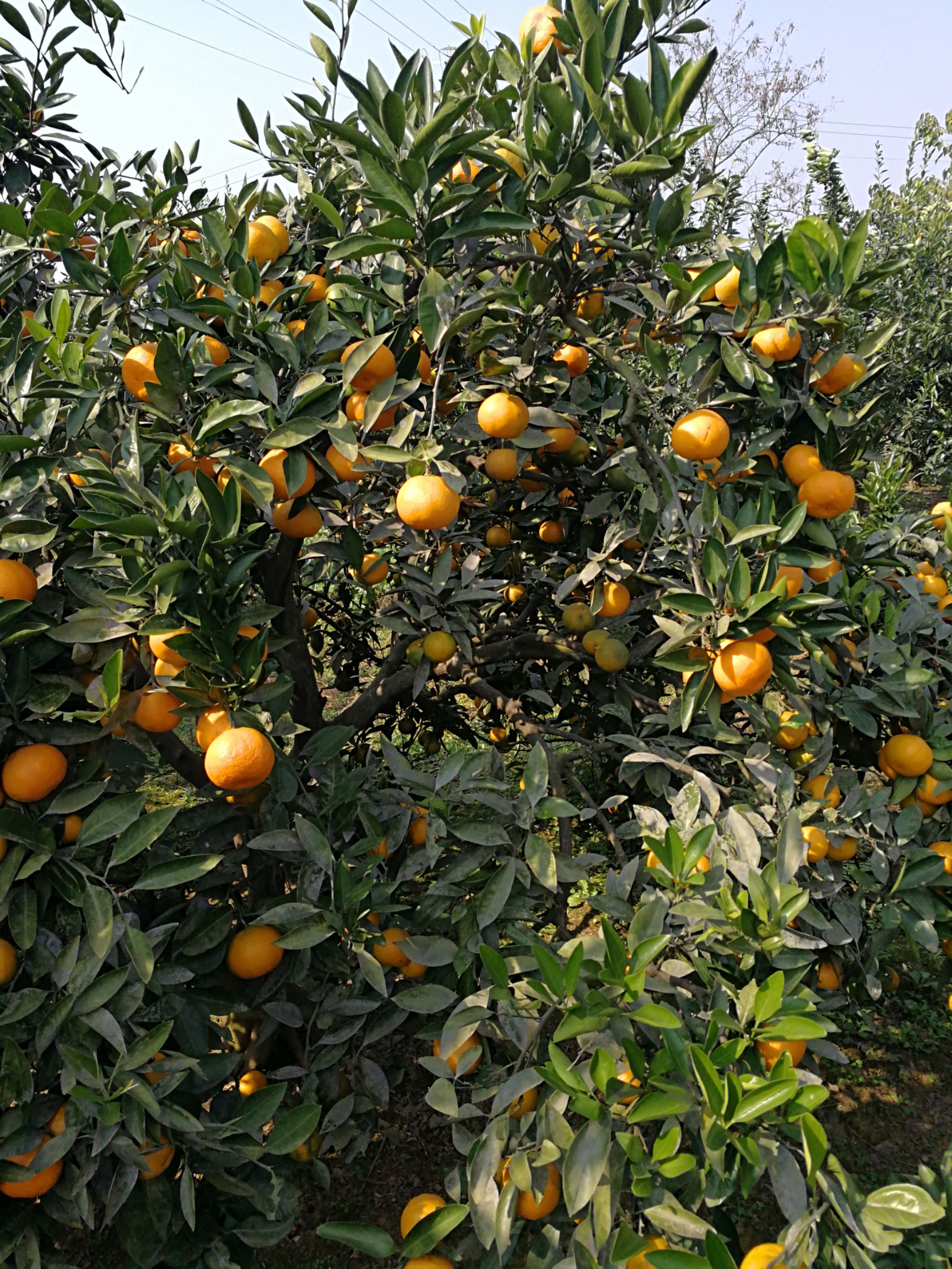 普早蜜桔 5.5 - 6cm 2 - 3两