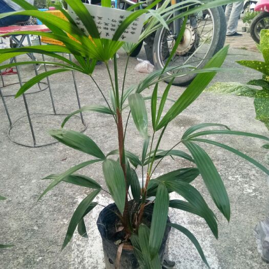 成都棕竹