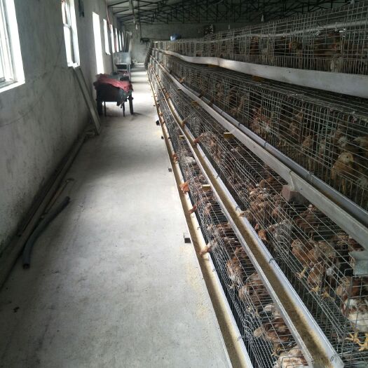 鹤壁土鸡 2斤以下 母