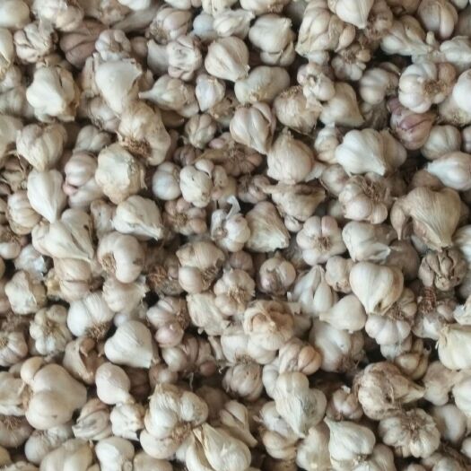 柳州紫皮大蒜 混级统货 多瓣蒜