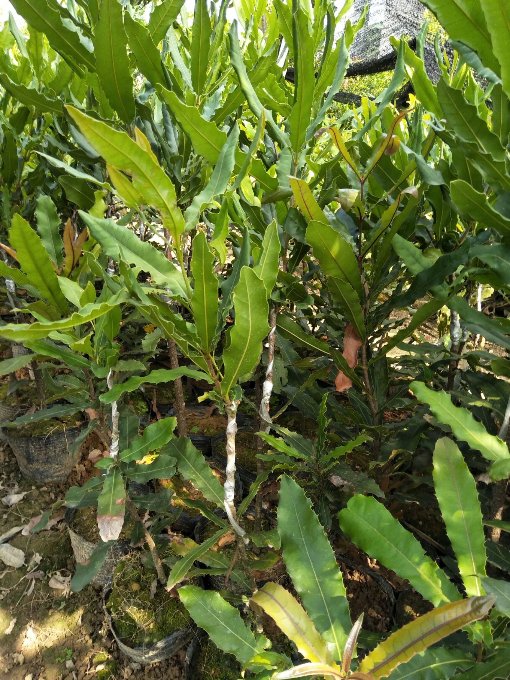 澳洲坚果苗 嫁接苗 0.5~1米