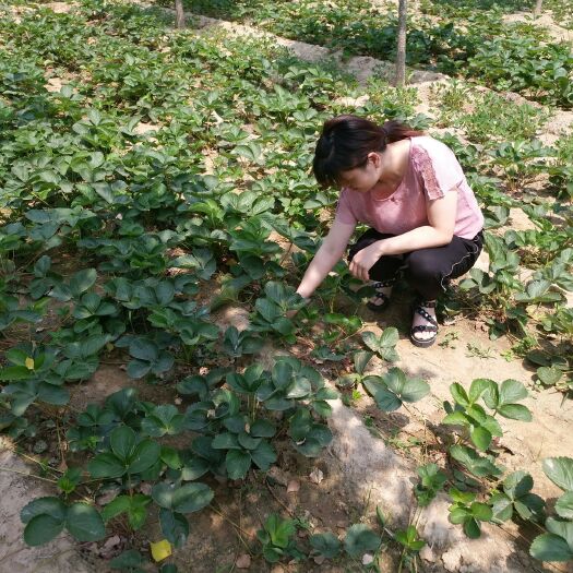 泰安红颜草莓苗 地栽苗 10~20公分
