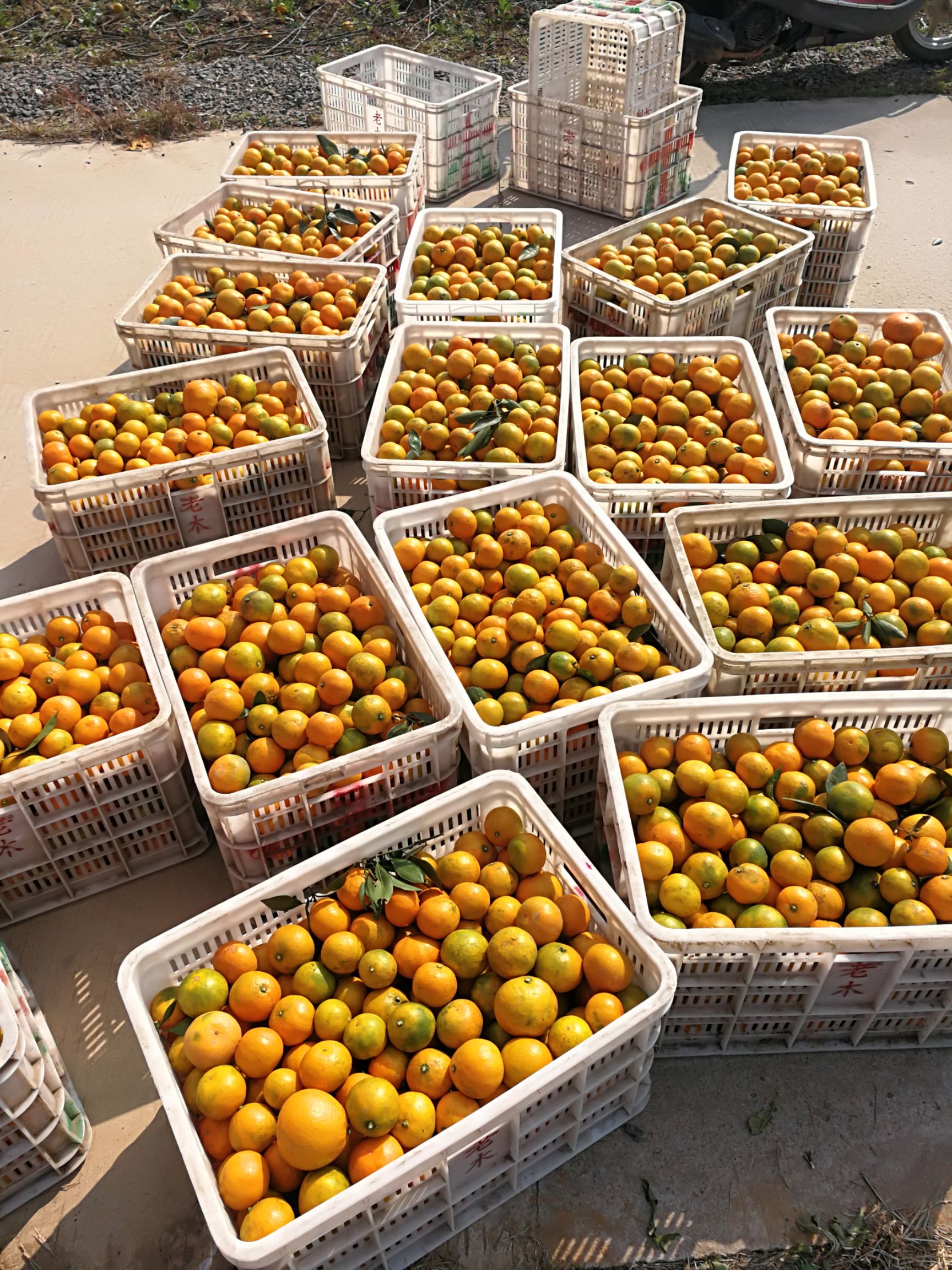 普早蜜桔 5.5 - 6cm 2 - 3两