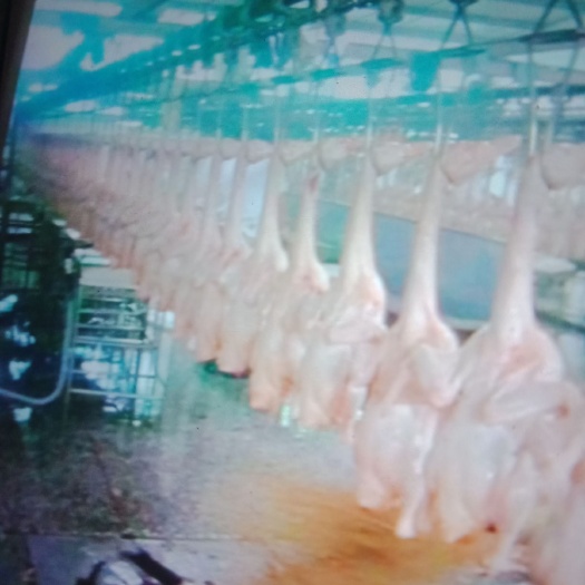 肉鸭  瘦肉型樱桃谷鸭一级品