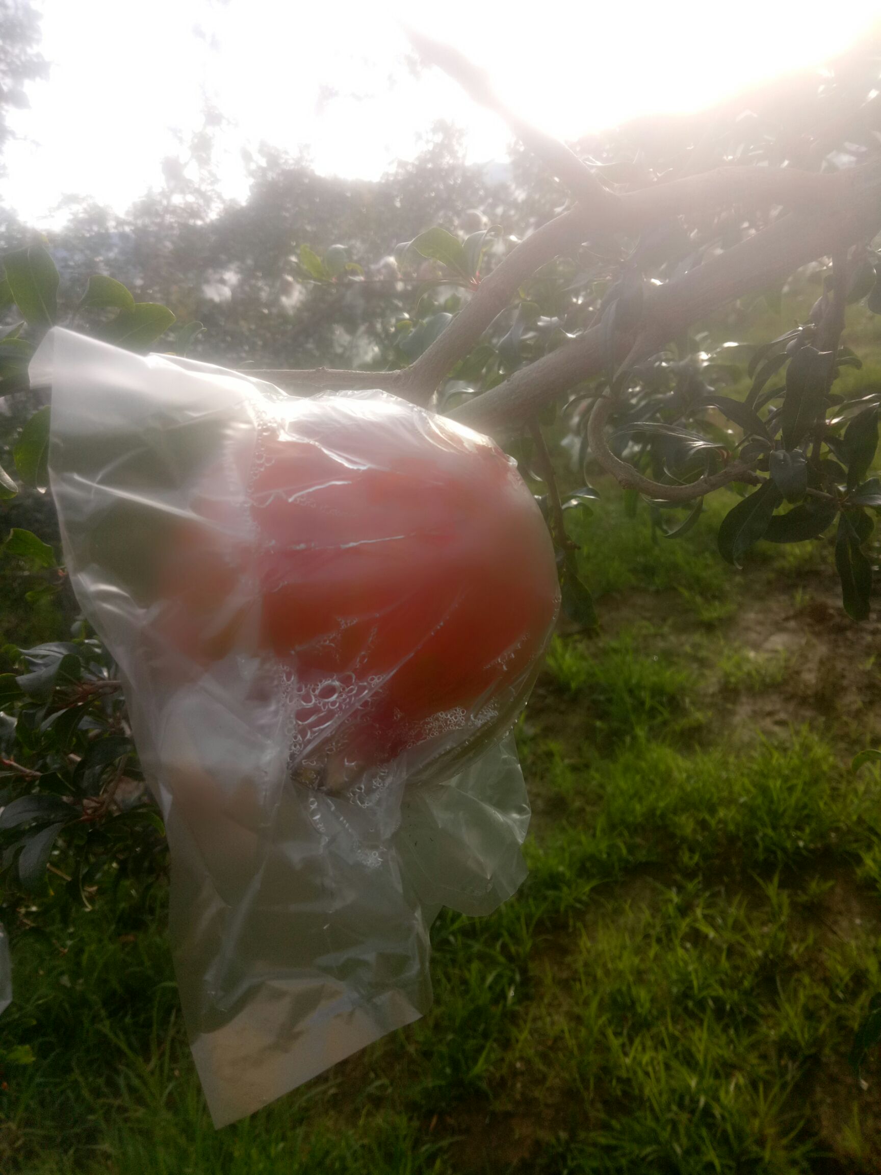 光颜石榴 0.3 - 0.5斤