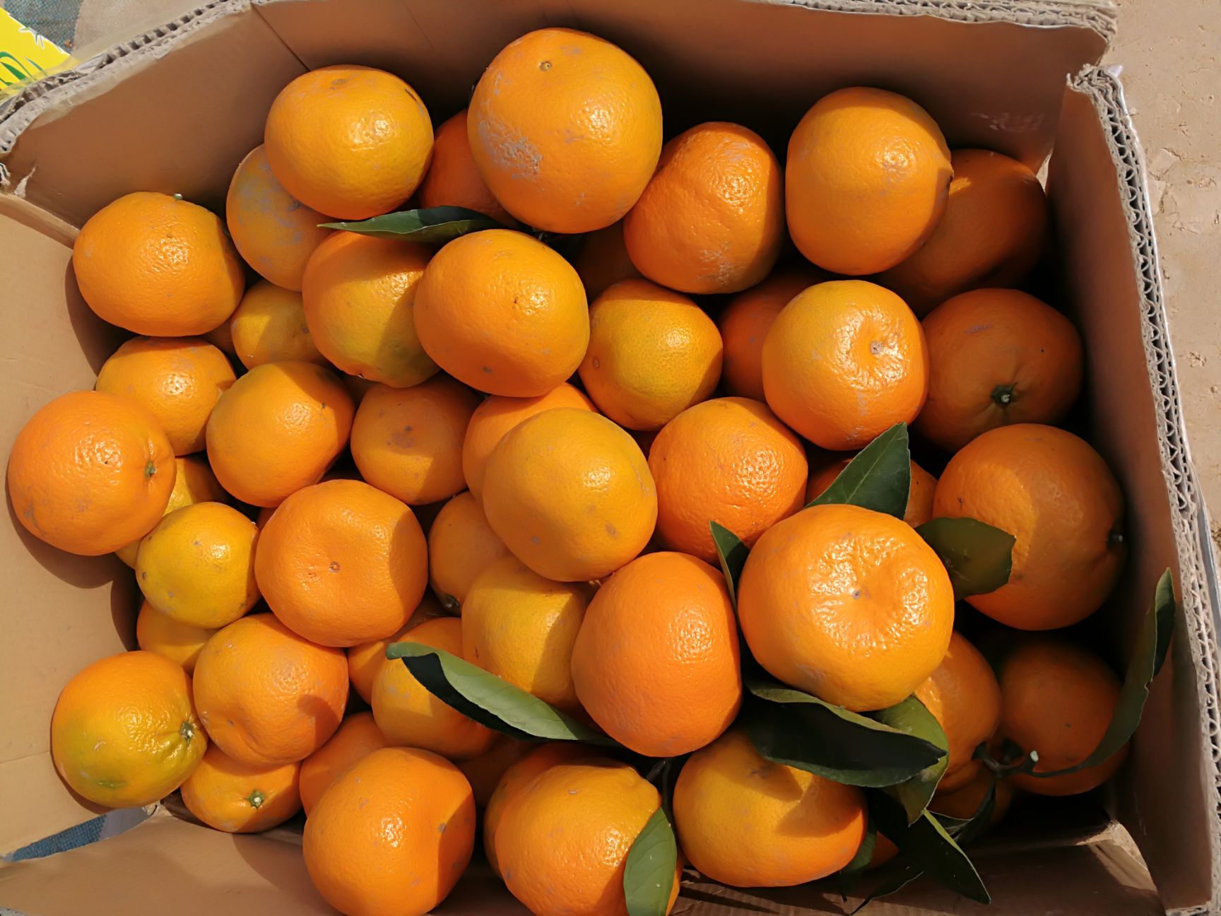 普早蜜桔 5.5 - 6cm 2 - 3两