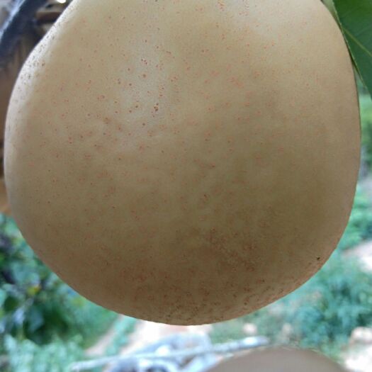 炎陵县黄梨 250-300g 90mm以上