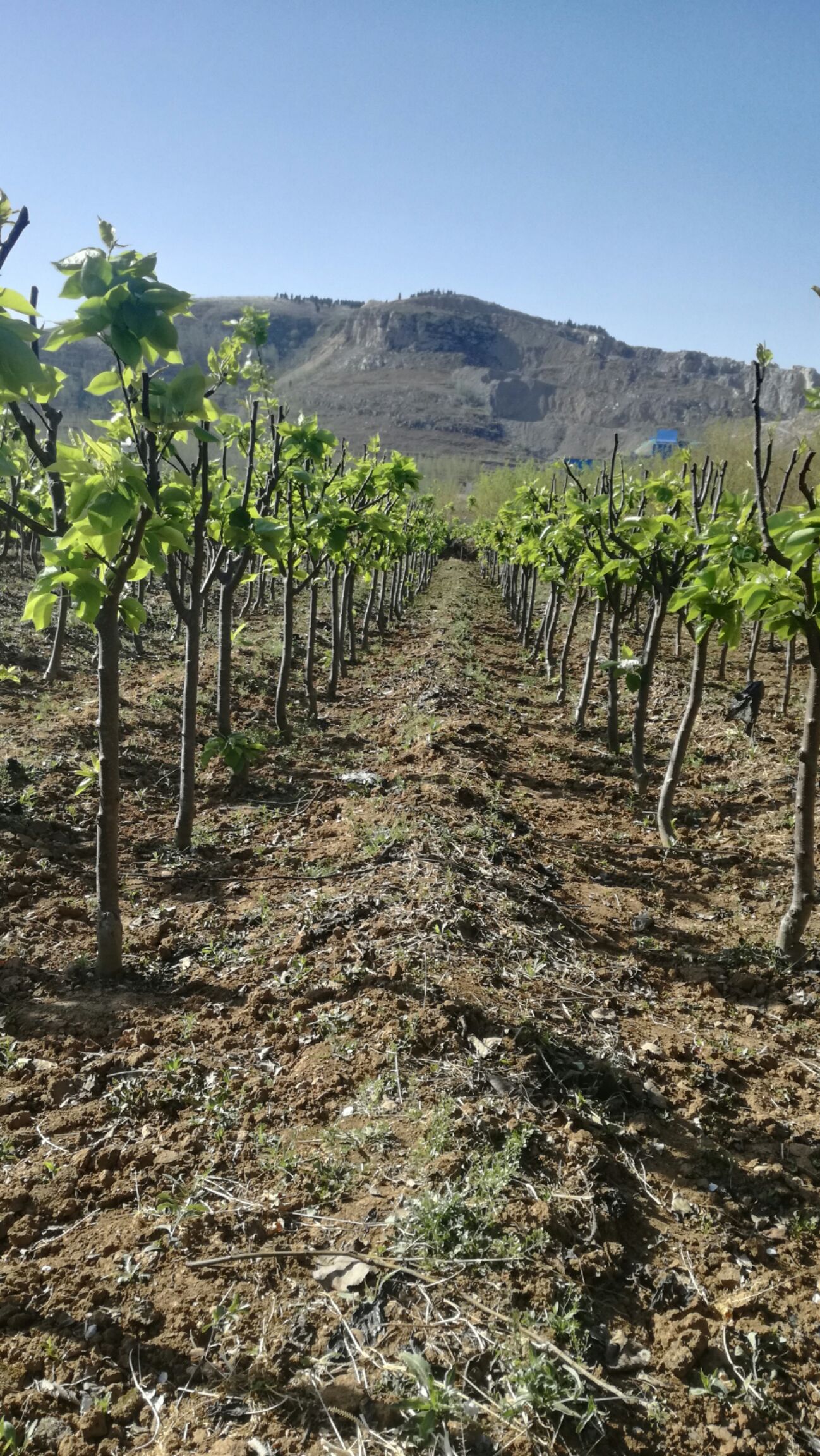 黄金梨树苗 1~1.5米