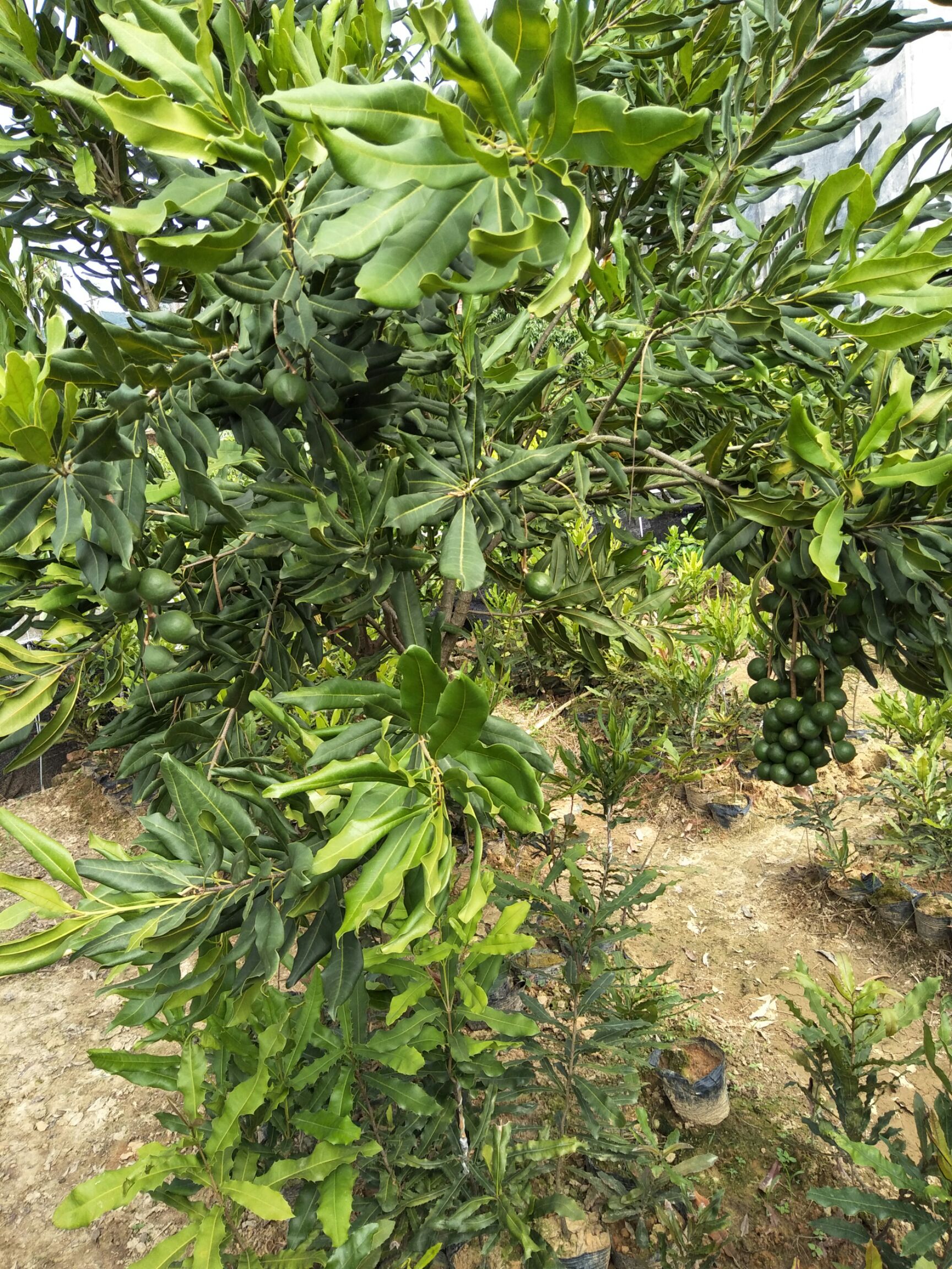 澳洲坚果苗 嫁接苗 0.5~1米