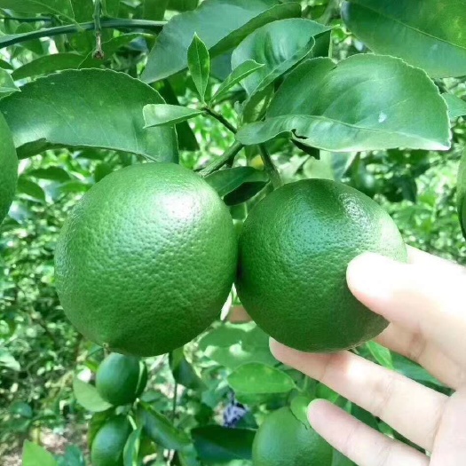 重庆市 青柠檬