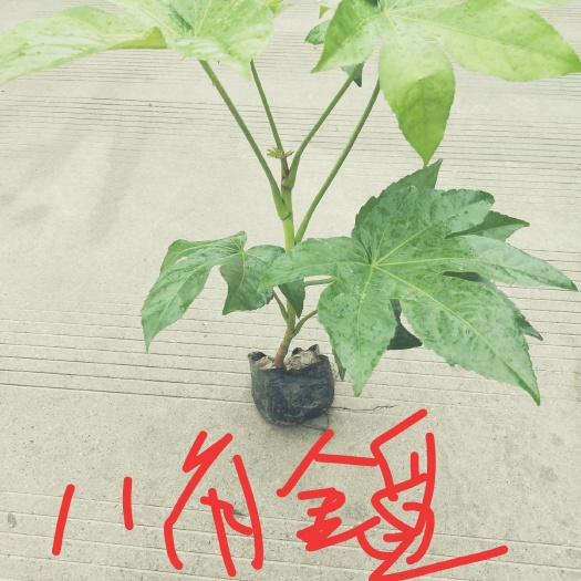 杭州八角金盘