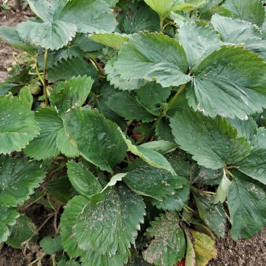 泰安红颜草莓苗 地栽苗 20~30公分