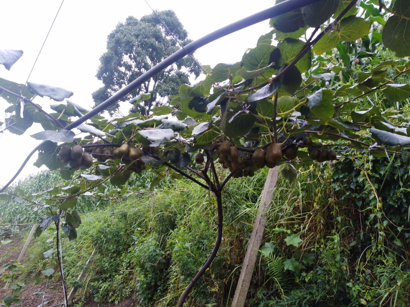 红心猕猴桃 吃出美味，吃出健康