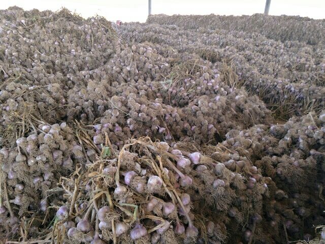 甘肃省宏运农产品专业合作社紫皮香蒜产地直发